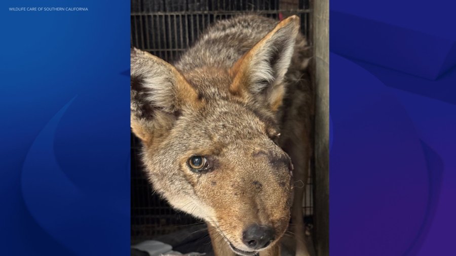 Who shot beloved coyote Wendy? $10K reward offered