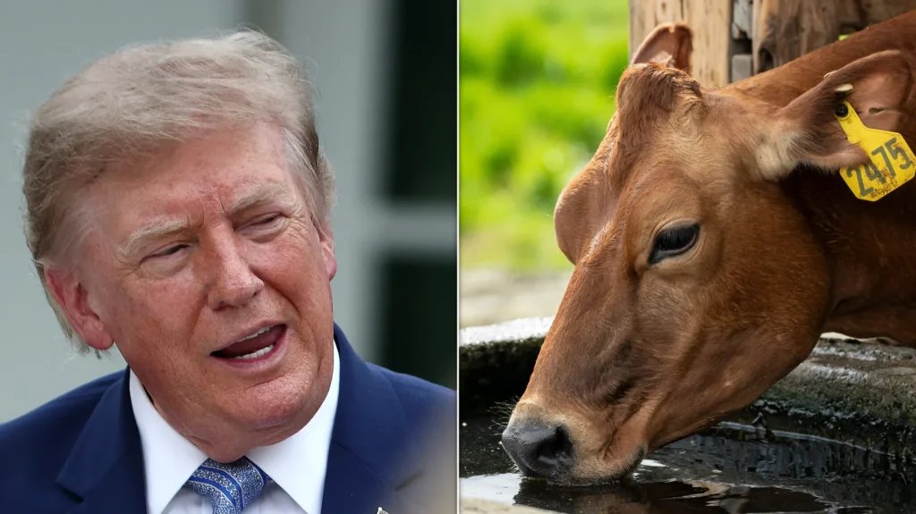 Trump Allows Foreign Beef Imports, GOP Erupts