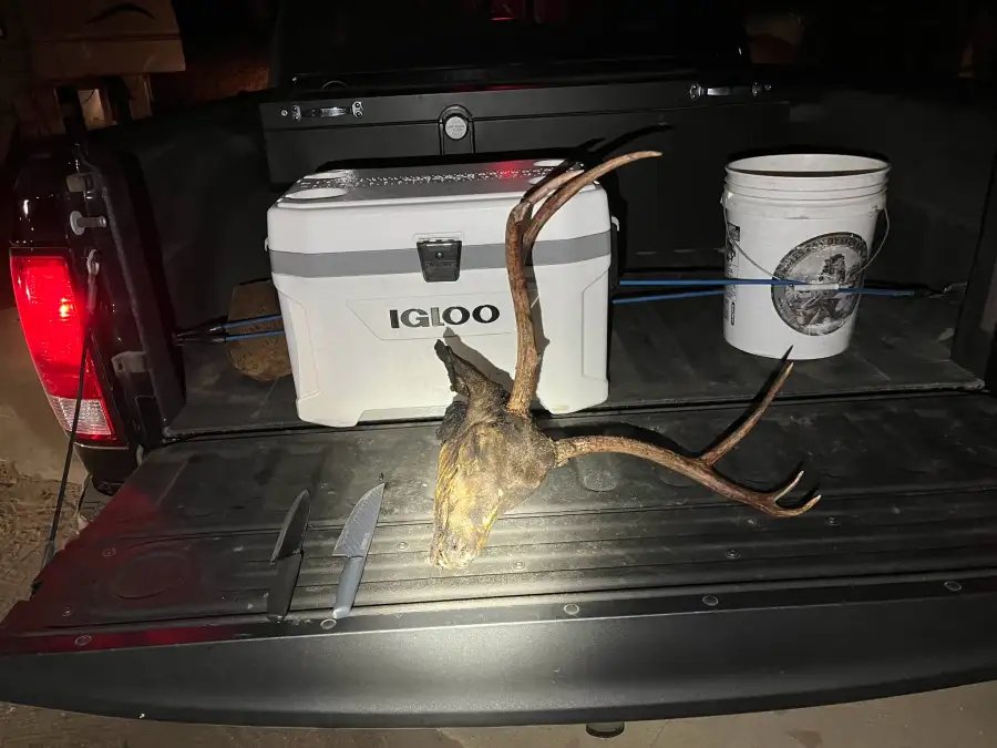2 arrested for killing deer with knives