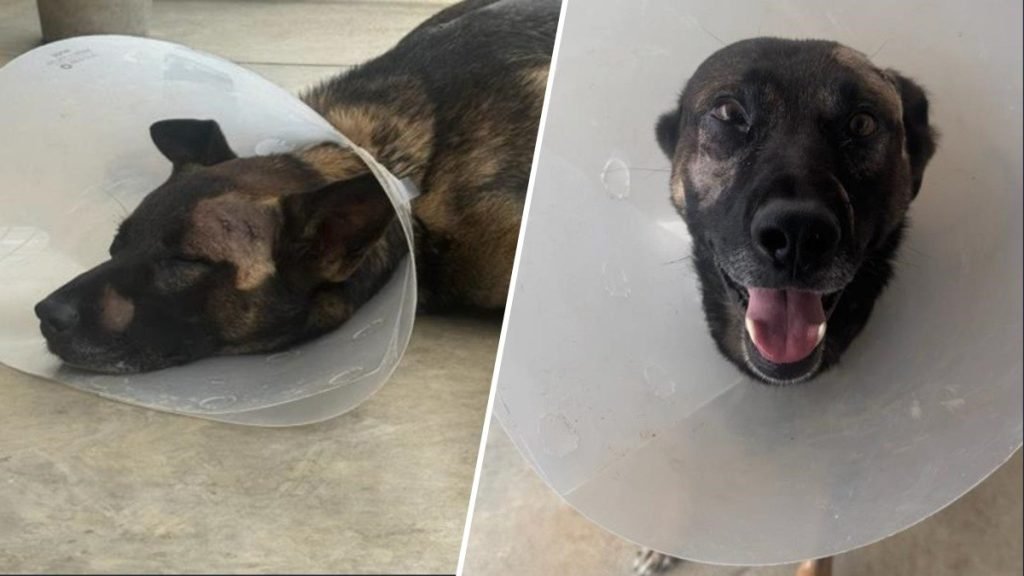 Sheriff’s K-9 Nike Stabbed During Burglary Arrest