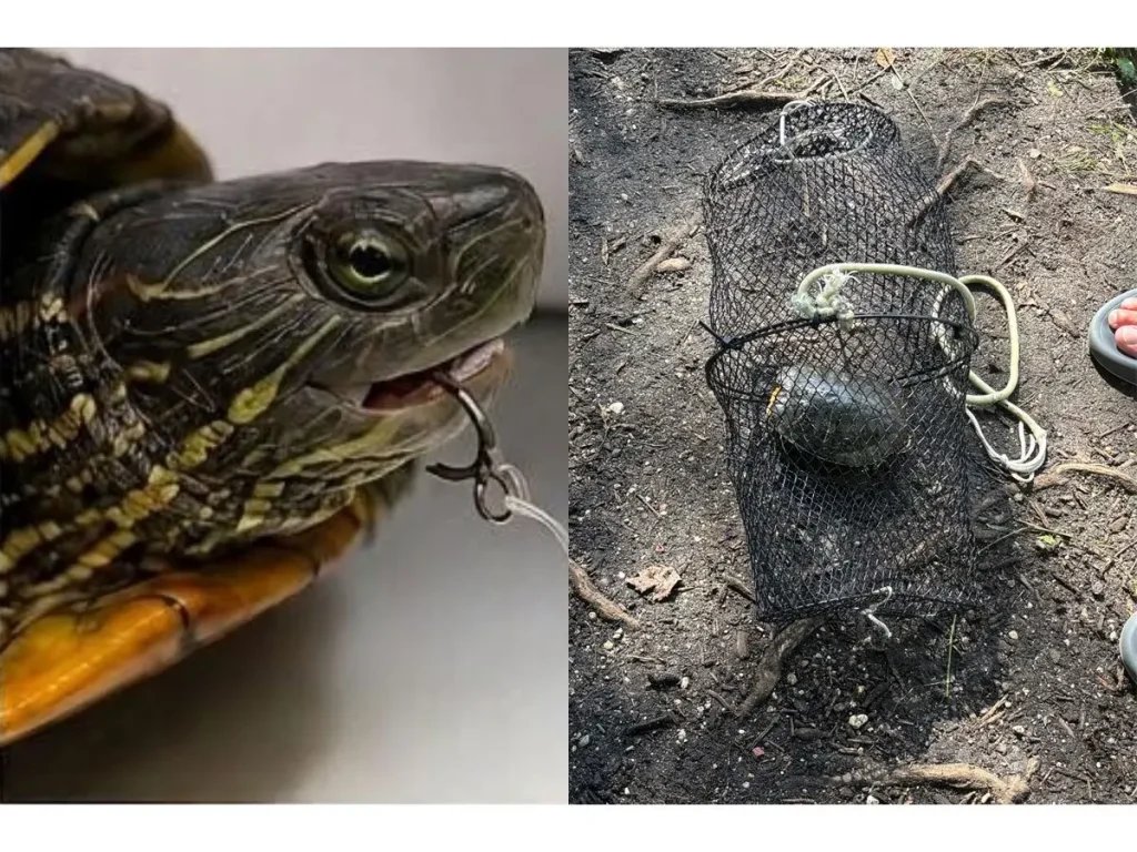 Turtle Tortured, Caged Underwater Dies; $3K Reward