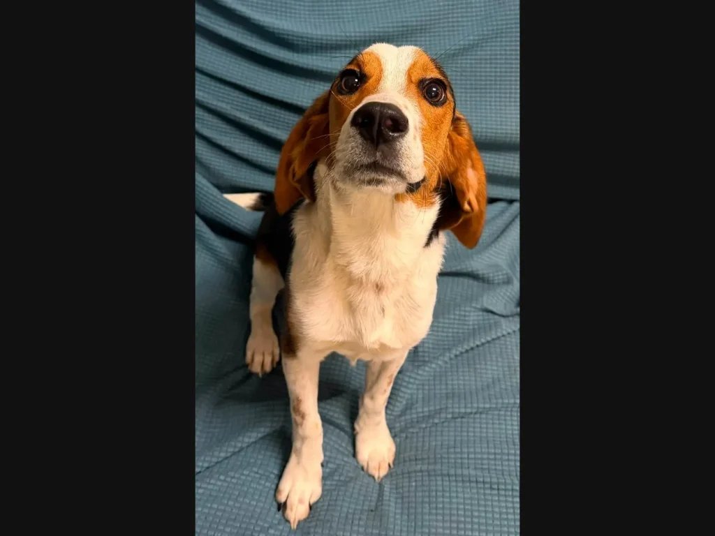 Man Dumps Beagle in Street, Police Seek Suspect