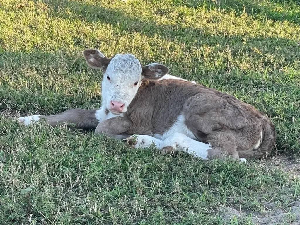 Man Sat on Struggling Calf at Farm
