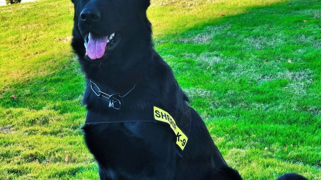 K9 Tracks Down Burglary Suspect in Myrtle Creek